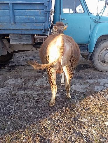 алабай купити: Продаю | Корова (самка), Тёлка | Алатауская | Для разведения, Для молока | Искусственник — 3