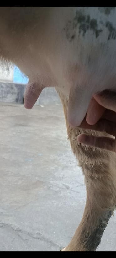 ящики для пчел: Продаю | Корова (самка) | Для молока | После отела — 3