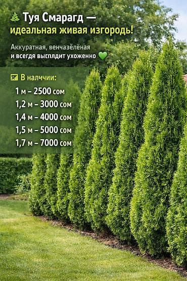 Туя западная (вероятно ‘Smaragd’/‘Brabant’) с комом земли в