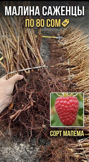 Малина мапема,эндрасадира, Эндросадира, полана Виолетта, Вайолет — 4