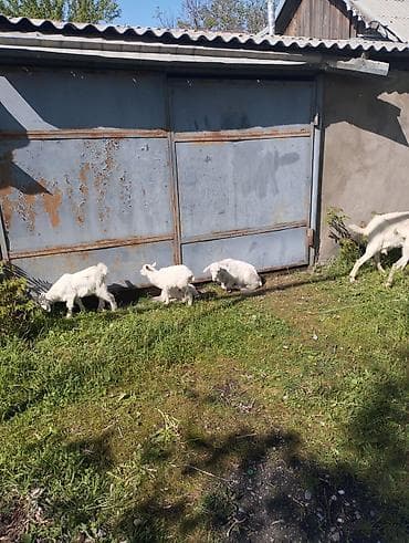 парода эчки: Продаю | Коза (самка) | Зааненская | Для разведения | Племенные — 6