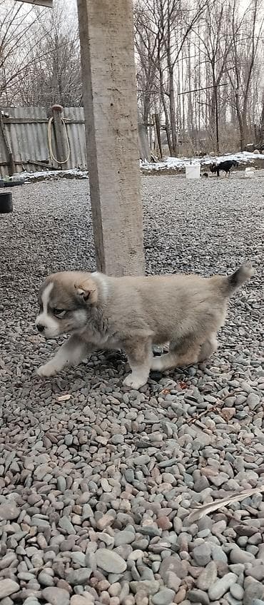 Продажа собак: Щенок, (Алабай), короткошёрстный. Описание: - Возраст: примерно 1–2 — 2