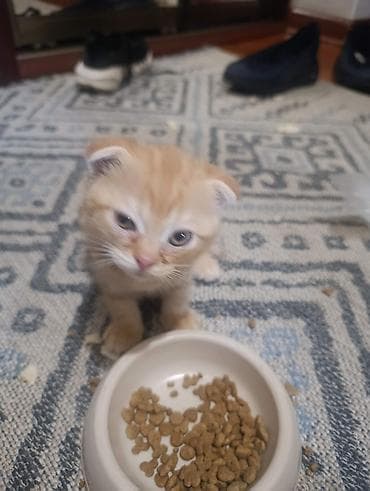 Шотландские котята (вислоухие и полу-длинношёрстные), от домашней at lalafo.kg Шотландские котята (вислоухие и полу-длинношёрстные), от домашней