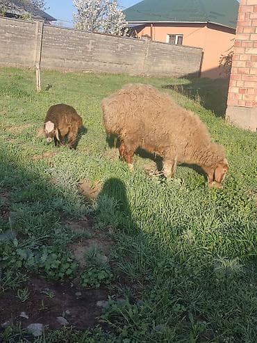 куры несушка: Продаю | Овца (самка) | Для разведения | Матка — 3