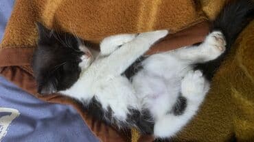 домашние кошки: Очаровательный котёнок-«панда» (чёрно‑белый окрас) с розовым носиком и — 1