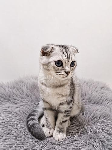 Кошки: Скотиш Фолд (Шотландская вислоухая), 2 месяца, Мальчик, Черепаховый, Приучена к лотку, Проглистована — 2