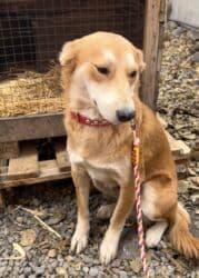 английский бульдог купить: Собака даром: Дворняжка, 1 год, Самка, С прививкой — 6