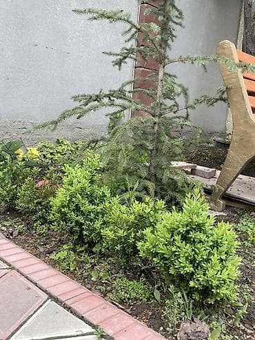 цветок бенджамин фикус: Фикус Бенджамина в горшке + садовые декоративные кустарники - — 3