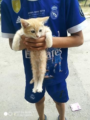 кошка котёнок: Отдадим котят в добрые руки — 2
