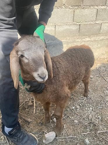 кочко: Продаю | Овца (самка), Ягненок | Для разведения | Матка — 8