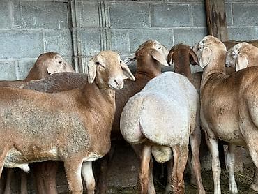 продажа кормов для сельскохозяйственных животных: Продаю | Баран (самец) | Для разведения | Племенные — 2