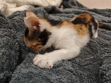 где продают котят: 3 месяца, Девочка — 8