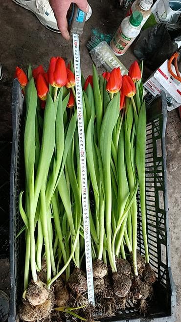 ак кой: ТЮЛЬПАНЫ 75сом без посредников своя теплица - Длина стебля — 8