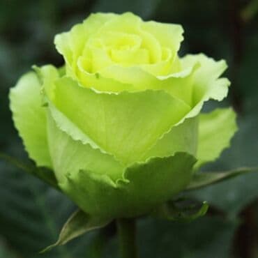 роза в горшке купить: Саженцы роз — коллекционные сортовые окраски Описание: - Роскошные — 12