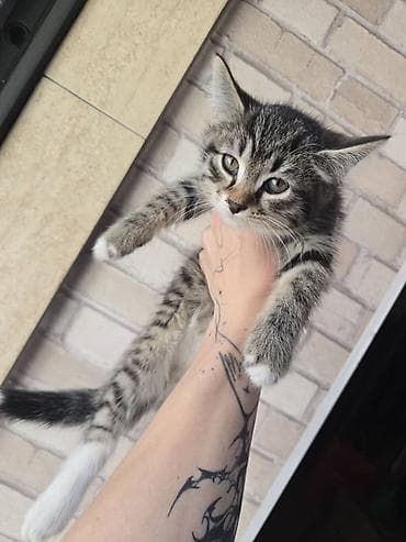 Котята, домашние, ласковые. Смешаны с Мейкуном Особенности: -