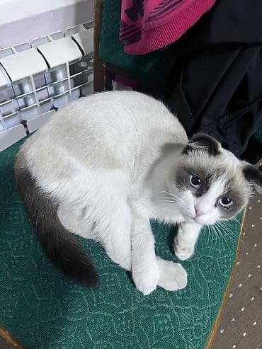 бездомные кошки: Порода: кошка с короткой шерстью, окрас пойнтовый (светлое тело с — 1