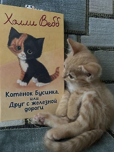 Кошка даром: Беспородная, Мальчик