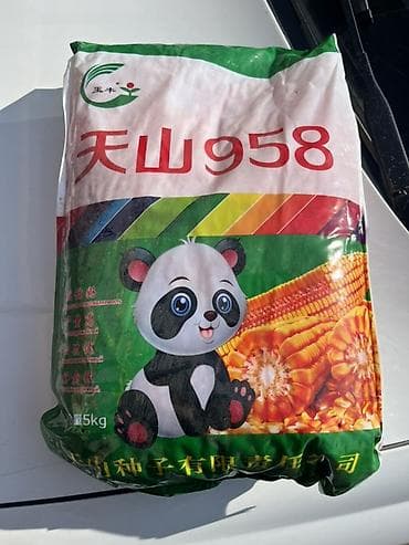 кукурузные стебли: Семена кукурузы гибридной «Тяньшань 958» (郑单/天山 958), фасовка по 5 кг — 3