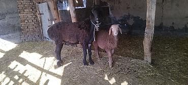 Арашан 2 тиш кой козусу менен - Окрас: у взрослой особи — 4