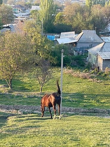 d cat: Продаю | Кобыла (самка) | Рабочий | Мерин — 8