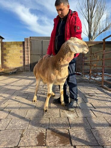 богоз уй: Продаю | Баран (самец) | Арашан | Для разведения | Племенные — 4