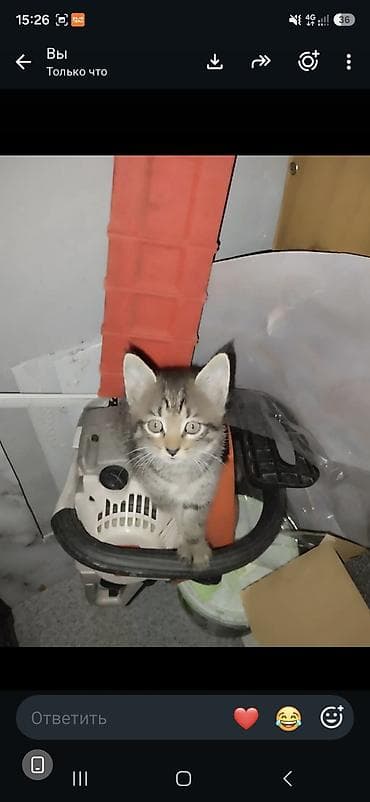 манчкин коты: Котята в добрые руки. - Милые полосатые тигрята, классический — 2
