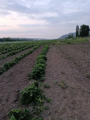 фучика 18 а: 115 соток, Для бизнеса — 1