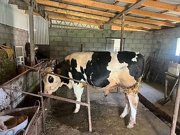 корова с теленкам: Продаю | Бык (самец) | Голштин, Швицкая | На откорм, На забой, Для разведения — 3