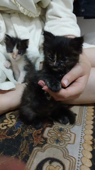 кошки милые: 2 месяца, Девочка — 2