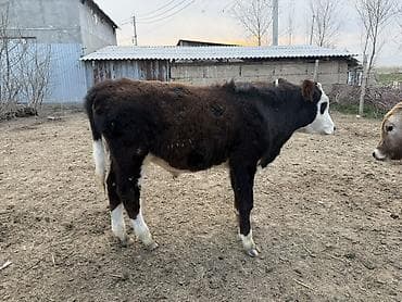 куплю корову на мясо: Продаю | Музоо, торпок | Швицкая, Симментальская | На откорм, Для разведения — 1