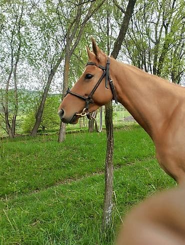 алабай собака цена: Продаю | Кобыла (самка) | Для разведения | Племенные — 2