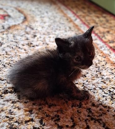 отдам бесплатно котенка: Домашние котята. В хорошие руки — 1