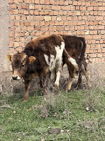 кел кел: Сатам | Бука (эркек) | Аргын, Голштин, Алатоолук — 5