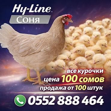 жея беде: Продаю | Цыплята | Хай-Лайн Соня Грей | Несушки — 1
