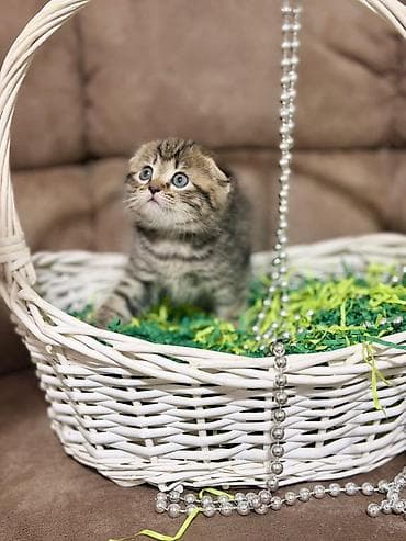 голуби чорнахвос: Скотиш Фолд (Шотландская вислоухая), 1 месяц, Девочка — 2