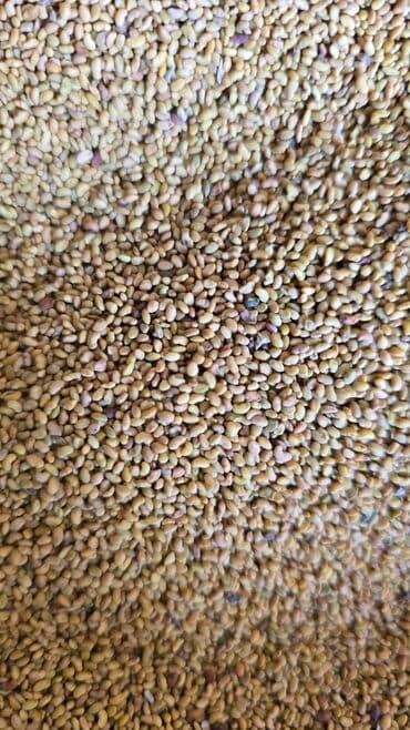 печь для отопления дома бишкек: Уруктар тоют өсүмдүктөрүнүн: Эспарцет, Өзү алып кетүү, Акылуу жеткирүү — 7