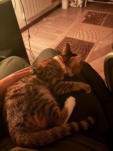 черные коты: 4 месяца, Мальчик, Приучена к лотку, Проглистована, С прививками — 5