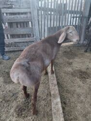 животные в добрые руки: Продаю | Ягненок, Баран (самец) | Арашан | Для разведения | Племенные, Осеменитель — 3