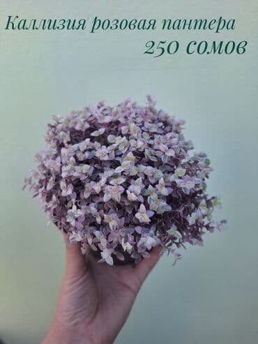 покупка деревьев: ● Комнатные растения (укоренённые черенки, молодые растения, взрослые — 17