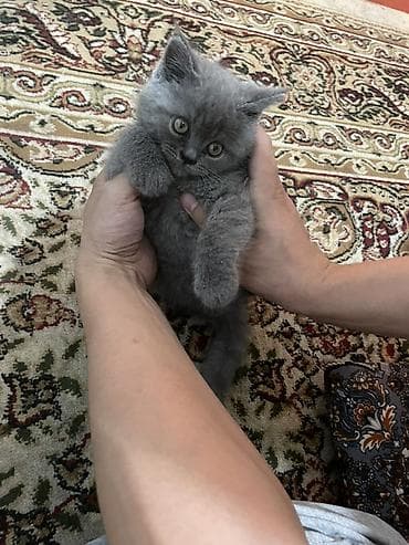 ориентальная кошка цена: Британская короткошёрстная, 2 месяца, Мальчик, Серый, Приучена к лотку — 6