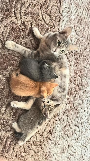 Продажа кошек: Котята от домашней кошки - Окрас: рыжий, кремовый/бежевый, серый и — 2