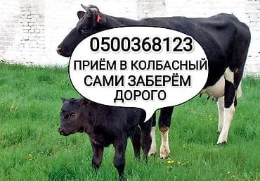 Колбасный цех : Лошади, кони, Коровы, быки, | Любое состояние, Круглосуточно, Забитый