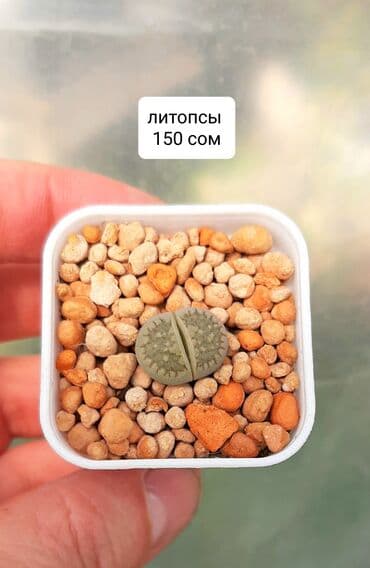 сансевиерия бишкек: Продаю суккуленты, кактусы, хавортии — 7