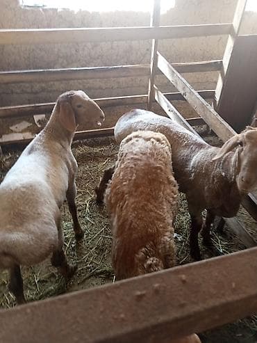рыбы в аквариум купить: Продаю | Баран (самец) | На забой — 5