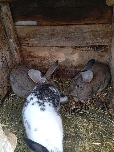 Аквариумы: Продаю | Кролик самец | Серый великан | Для разведения — 1