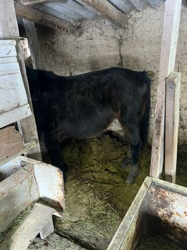 Жылкылар, аттар: Сатам | Бээ (ургаачы) | Союуга — 4