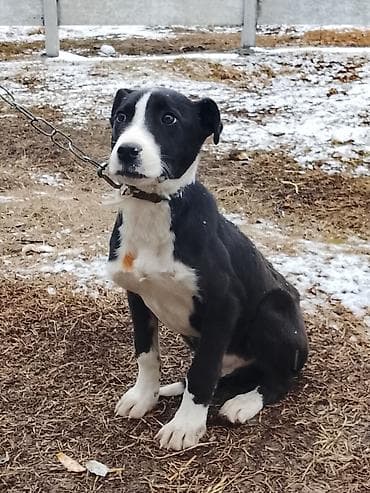 собака мальтипу: Щенок среднего размера, черно-белого окраса с белой маской на морде и — 2