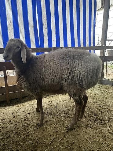 кой: Продаю | Овца (самка) | Эдильбаевская | Для разведения | Матка — 1