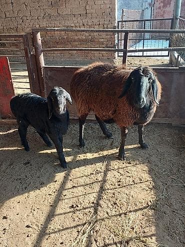 ит атабыз: Продаю | Овца (самка) | Арашан, Романовская | Для разведения | Матка — 8