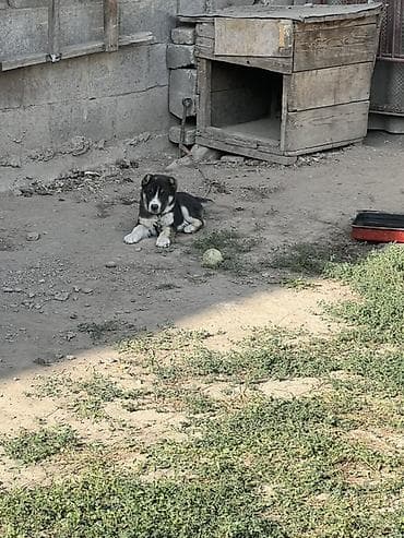 алабай вязка: Алабай, 2 месяца, Самец — 3